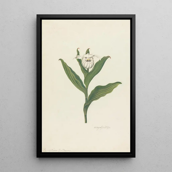 Sabot de Vénus Cypripedium Canadense Calceolus Maria - Robert Blyth — kehystetty taideteos seinällä