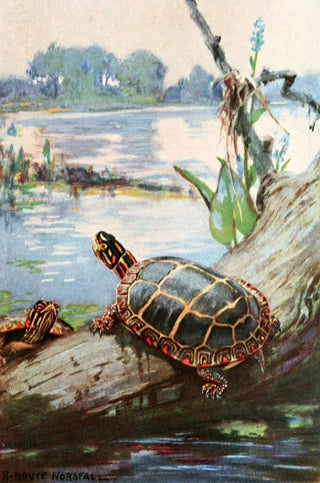Robert Bruce Horsfall - The painted terrapin.webp