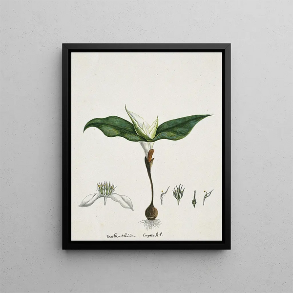 Robert Jacob Gordon - Androcymbium capense L Krause.webp