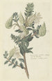 Asclepias cancellata tai Gomphocarpus cancellatus Burmf Bruyns, Kapin maitohorsma tai puuvilla - Robert Jacob Gordon — näkymä teoksesta