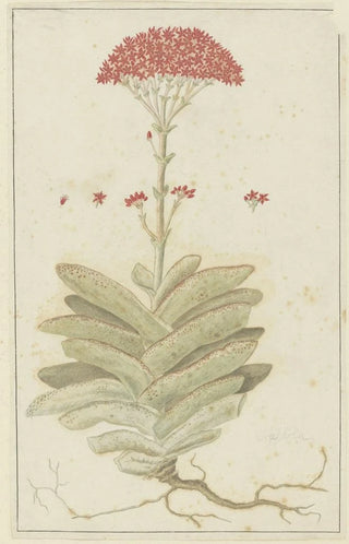Robert Jacob Gordon - Crassula perfoliata L Sekelblaarplakkie.webp