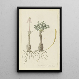 Robert Jacob Gordon - Gethyllis lanuginose Marloth Gethyllis villosa Kukumakranka.webp