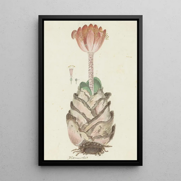 Haemanthus coccineus L, verililja - Robert Jacob Gordon — kehystetty taideteos seinällä