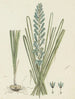 Ixia viridiflora Larn Turquoise ixia - Robert Jacob Gordon — näkymä teoksesta