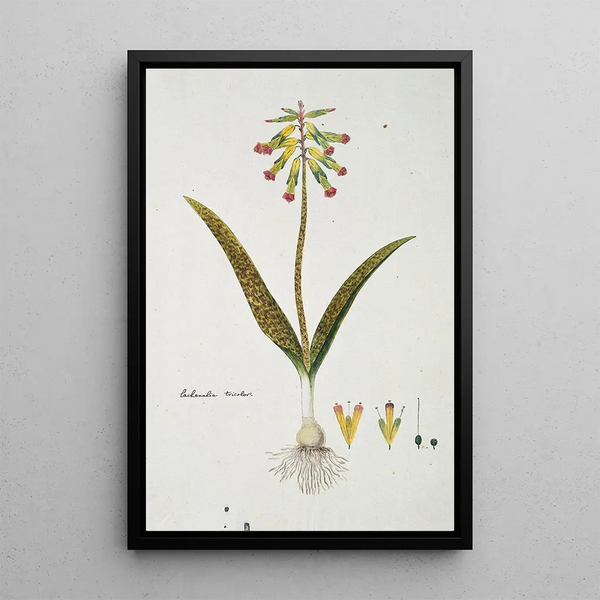 Lachenalia aloides Lf Engl var aloides opalikukat - Robert Jacob Gordon — kehystetty taideteos seinällä