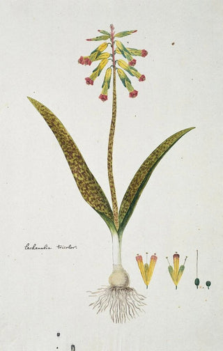 Robert Jacob Gordon - Lachenalia aloides Lf Engl var aloides Opal flowers.webp