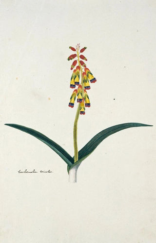 Robert Jacob Gordon - Lachenalia aloides Lf Engl var quadricolor.webp