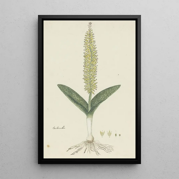 Lachenalia arbuthnotiae WF Barker Hyasintti - Robert Jacob Gordon — kehystetty taideteos seinällä