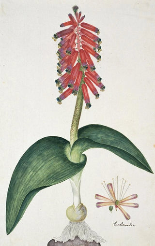 Robert Jacob Gordon - Lachenalia bulbifera Cirillo Engl.webp