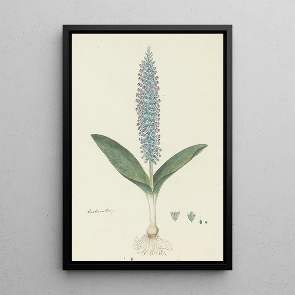 Lachenalia mediana Jacq - Robert Jacob Gordon — kehystetty taideteos seinällä