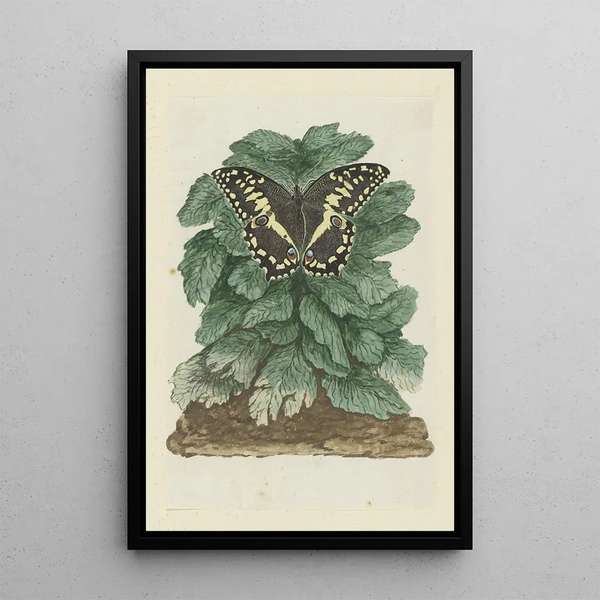 Papilio demodocus Joulun perhonen tuntemattomalle kasville - Robert Jacob Gordon — kehystetty taideteos seinällä