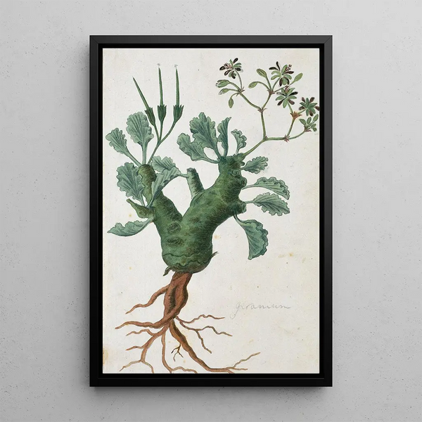 Pelargonium klinghardtense Knuth - Robert Jacob Gordon — kehystetty taideteos seinällä
