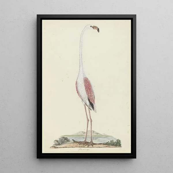 Phoenicopterus ruber roseus Vaaleanpunainen flamingo - Robert Jacob Gordon — kehystetty taideteos seinällä
