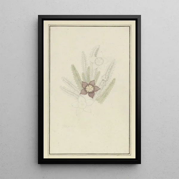 Stapelia hirsute L karvainen meritähtikukka - Robert Jacob Gordon — kehystetty taideteos seinällä