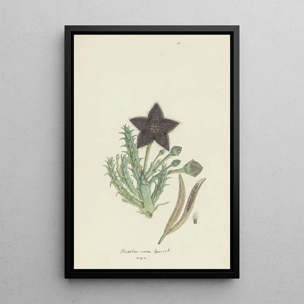 Tridentea gemmiflora Masson Haw Stapelia gemmiflora - Robert Jacob Gordon — kehystetty taideteos seinällä