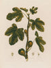 Ficus Le Figuier - Robert John Thornton — näkymä teoksesta