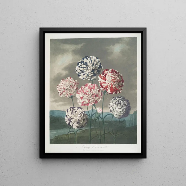 Robert John Thornton - A Group Of Carnations.webp