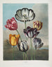 Un groupe de tulipes - Robert John Thornton — näkymä teoksesta