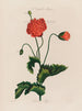 Un potager monstre Poppy - Robert John Thornton — näkymä teoksesta