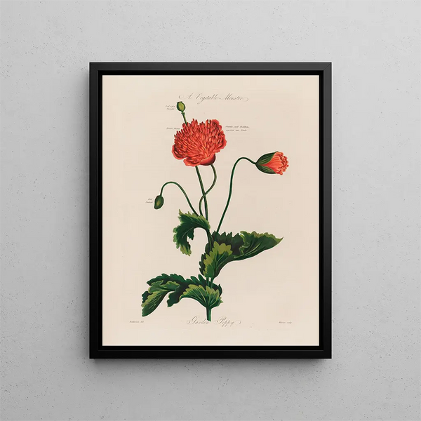 Un potager monstre Poppy - Robert John Thornton — kehystetty taideteos seinällä