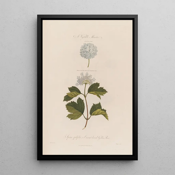 Suuri kasvin hirviö Spiraea opulifolia tai herukkalehtinen viburnum - Robert John Thornton — kehystetty taideteos seinällä