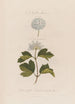 Suuri kasvin hirviö Spiraea opulifolia tai herukkalehtinen viburnum - Robert John Thornton — näkymä teoksesta
