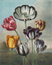 Un groupe de tulipes (conflit de cas) - Robert John Thornton — näkymä teoksesta