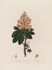 Aesculus Hippocastanum ou Marronnier d'Inde commun - Robert John Thornton — näkymä teoksesta