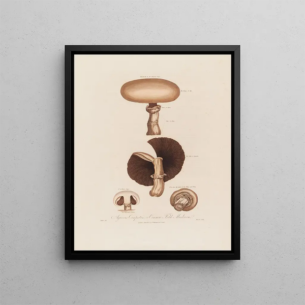 Robert John Thornton - Agaricus Campestris or Common Field Mushroom.webp