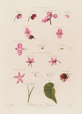 Robert John Thornton - Anatomy of the Begonia.webp