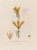 Anatomie du Canna glauca ou roseau indien jaune - Robert John Thornton — näkymä teoksesta