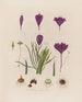 Anatomie du crocus - Robert John Thornton — näkymä teoksesta