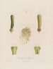 Anatomie de la jacinthe - Robert John Thornton — näkymä teoksesta