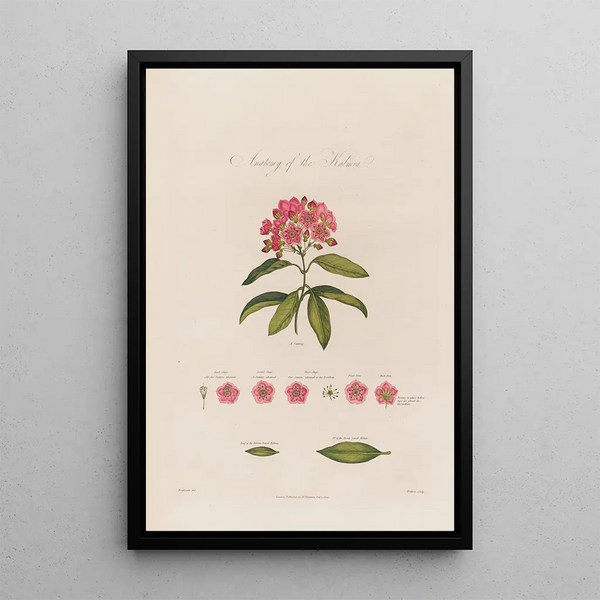 Robert John Thornton - Anatomy of the Kalmia.webp