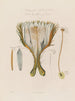 Anatomie du cactus grandiflora ou cérus nocturne - Robert John Thornton — näkymä teoksesta