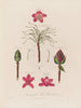 Anatomie du rhododendron pontique - Robert John Thornton — näkymä teoksesta