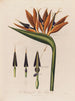 Anatomie de la fleur reine - Robert John Thornton — näkymä teoksesta