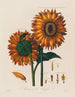 Anatomie du tournesol - Robert John Thornton — näkymä teoksesta