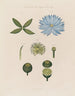 Anatomie du nénuphar bleu égyptien - Robert John Thornton — näkymä teoksesta