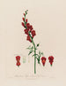 Antirrhinum majus ou grande gueule de loup - Robert John Thornton — näkymä teoksesta