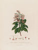 Arbutus andrachne ou arbousier oriental - Robert John Thornton — näkymä teoksesta