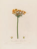 Butomus umbellatus ou Jonc à fleurs - Robert John Thornton — näkymä teoksesta
