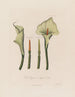 Calla éthiopienne ou Calla africaine - Robert John Thornton — näkymä teoksesta