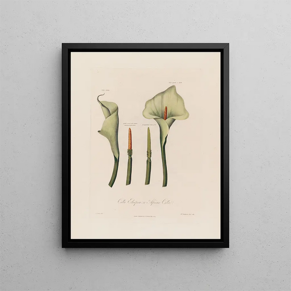Calla éthiopienne ou Calla africaine - Robert John Thornton — kehystetty taideteos seinällä