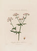 Chaerophyllum sylvestre eli villichervil - Robert John Thornton — näkymä teoksesta