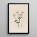 Chaerophyllum sylvestre eli villichervil - Robert John Thornton — kehystetty taideteos seinällä