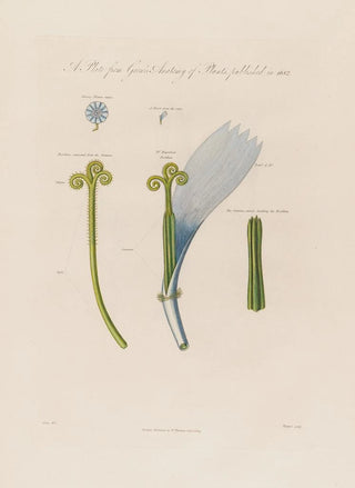 Robert John Thornton - Chicory flower.webp