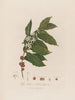 Coffea arabica ou Caféier d'Arabie - Robert John Thornton — näkymä teoksesta