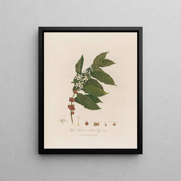 Coffea arabica ou Caféier d'Arabie - Robert John Thornton — kehystetty taideteos seinällä
