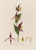 Cypripedium Venuksen kengän orkidea - Robert John Thornton — näkymä teoksesta